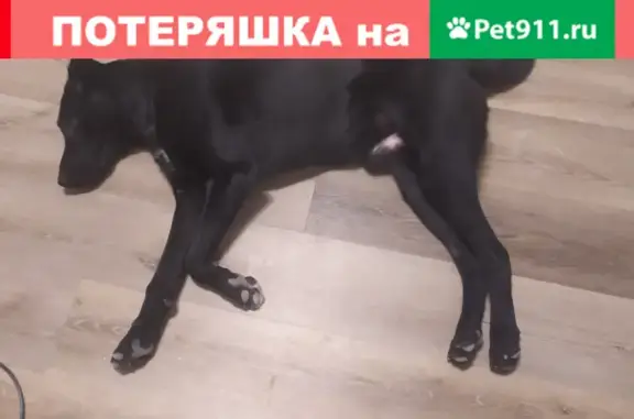 Найден щенок в СПб, Невский район, метро Большевиков/Дыбенко