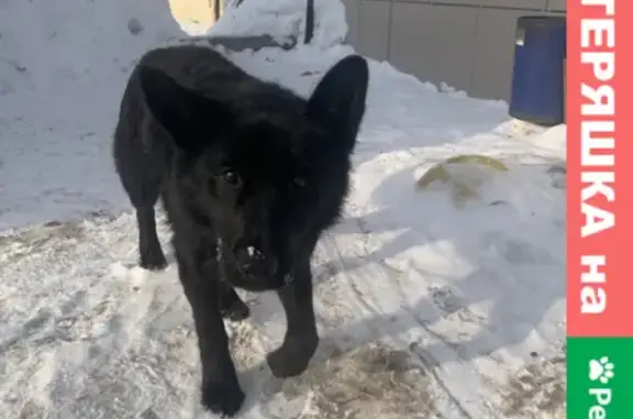 Собака найдена около Татмака в Казани