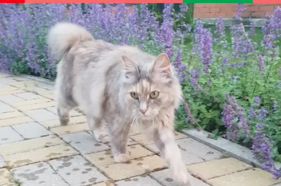 Пропала кошка породы Курильский бобтейл в д. Кузнечиха, Ярославская область