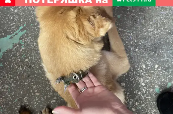 Найдена рыжая собака на пр. Ленина, Волгоград