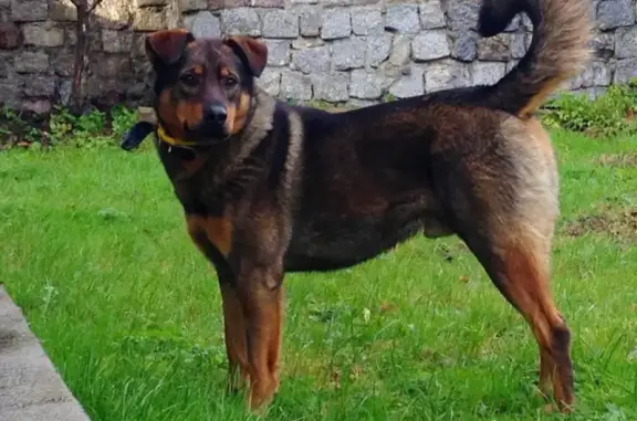 Собаки потеряшки, Калининград, фото: Потеряшка собака на проспекте Победы, Брусничная - 1-я Большая Окружная, Калининград