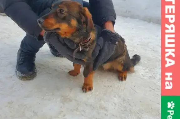Собака на Красной площади, Чебоксары