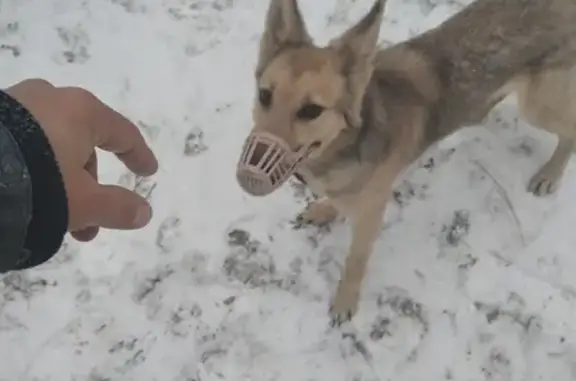 Объявления о пропавших и найденных животных, Тверь, фото: Пропала собака Айна на Октябрьском проспекте, Тверь