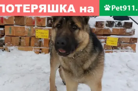 Собака найдена у магазина в Лесколовском сельском поселении, Санкт-Петербург