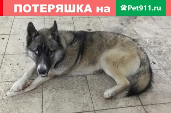 Найдена собака на улице Коммуны, Нижний Тагил