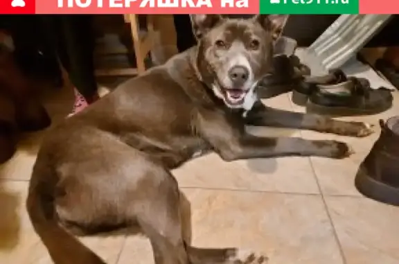 Найдена собака в Раменском, ближе к ЖК Борисоглебский