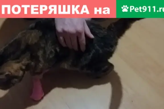 Найдена кошка в Москве, ул. Корнейчука, 51