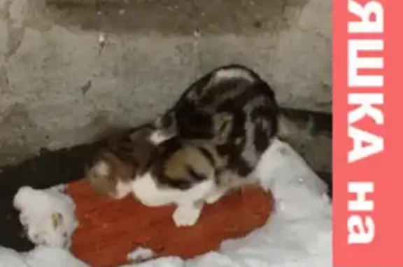Найдена кошка на улице Жилина, 3А, Тольятти