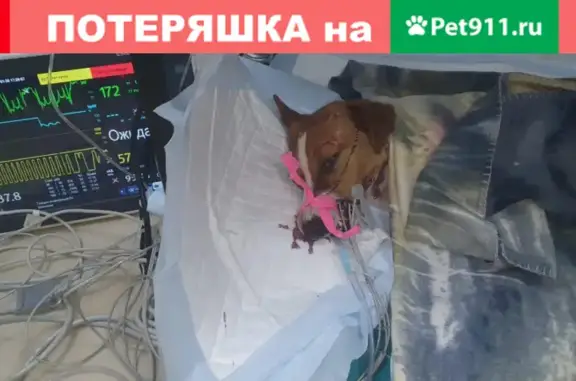 Найдена собака на ул. Гаражной, Краснодар