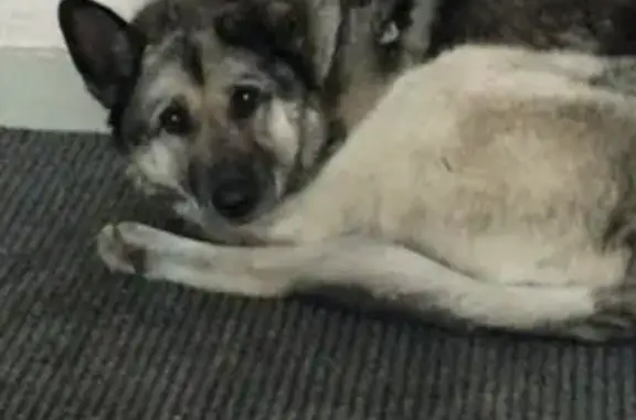 Пропала собака Санта на Инициативной, Кемерово