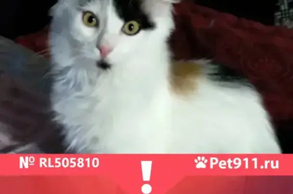 Кошки потеряшки, Санкт-Петербург, фото: Потеряшка кошка на Раумской, 11 в Колпино