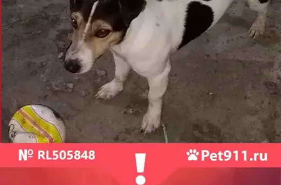 Пропала собака Рой в Солманово, Одинцовский район