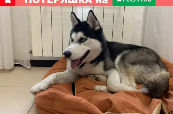 Найдена собака в Чебоксарах, район Волжский-3