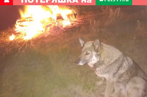 Собаки потеряшки, Новокузнецк, фото: Потеряшка собака Люся в пос. Смирновка, Новокузнецк.