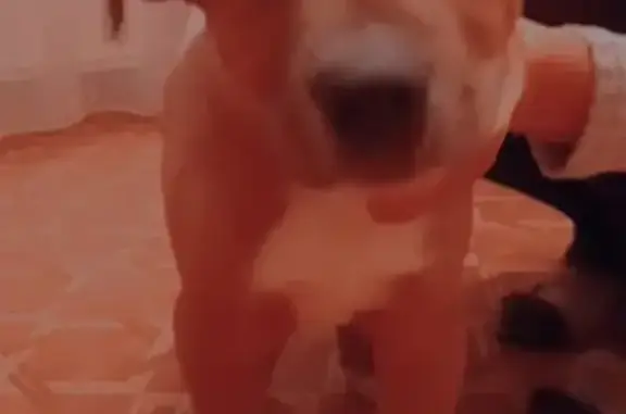 Собаки потеряшки, Санкт-Петербург, фото: Потеряшка щенок 30.01.22 в Купчино/СПб, вознаграждение гарантируется.