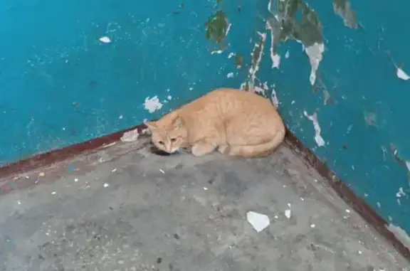 Котик найден на Сельской ул., 12 во Владивостоке