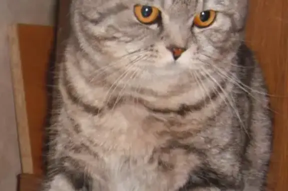 Пропала кошка на ул. Трегуляевской, возможно гноятся глаза.