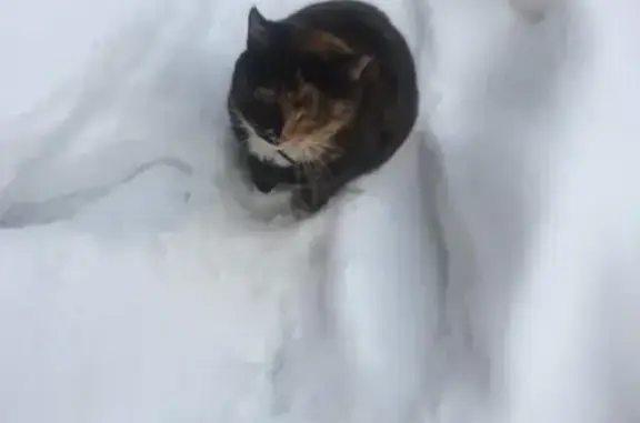 Найдена кошка на Планетной, Москва
