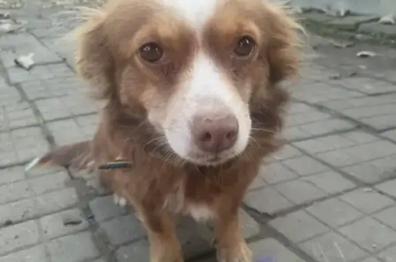 Найдена собака на ул. Красных Партизан, Краснодар