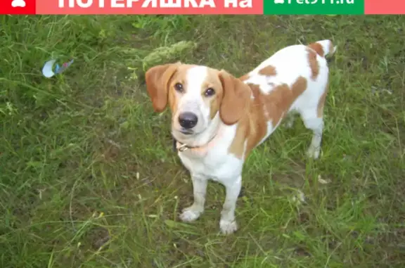Пропала собака Рэй в Гагарине