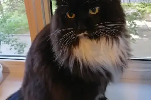 Потерянные животные Москва, фото: Пропала кошка Мышь, ул. Большая академическая 22