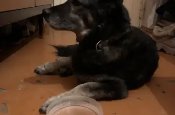 Найдена собака, Красноярск, фото: Собака найдена на пр. Красноярский Рабочий 122