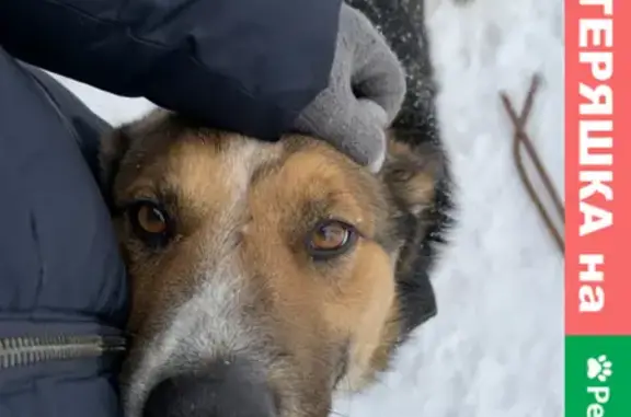 Собаки потеряшки, Москва, фото: Потеряшка собака Норд в Шарапово, Московская область