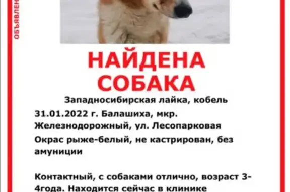 Найдена собака в Балашихе на Лесопарковой, ищем хозяев!