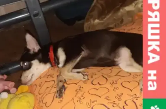 Собаки потеряшки, Калининград, фото: Потеряшка собака возле магазина Виктория на ул. 9 Апреля, Калининград