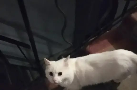 Найдена белая кошка на Матроса Железняка, 21 в СПб