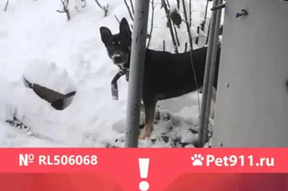 Пропала собака Жорик на Октябрьской улице, Крым