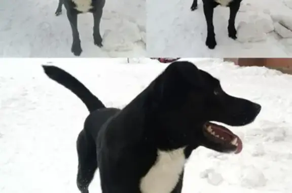 Собака найдена на улице Кирова, Домодедово