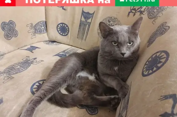 Кошки потеряшки, Тольятти, фото: Потеряшка кот Смоки, Офицерская 17, Тольятти