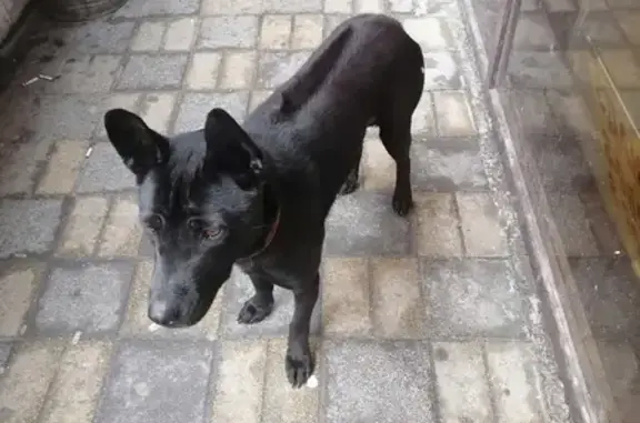 Собака Чёрного окраса найдена на ул. Советов, 18 в Новороссийске