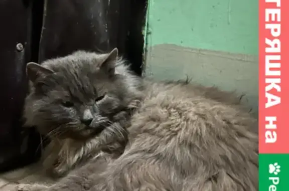 Кошка найдена у Спасских ворот, Москва