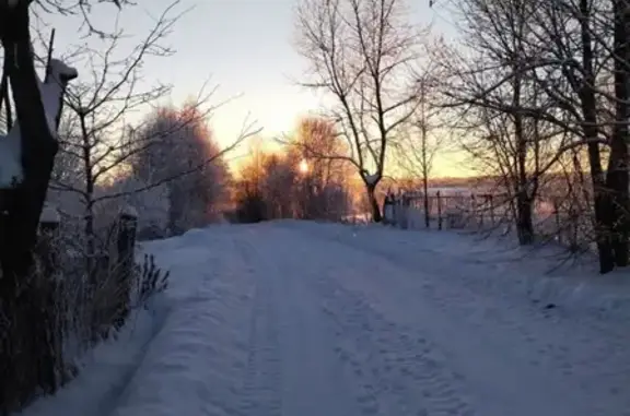 Пропала собака Арчи в Роголево.