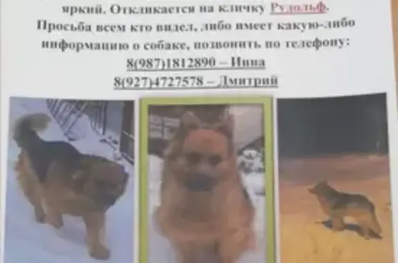 Пропала собака в Зеленодольском районе Татарстана