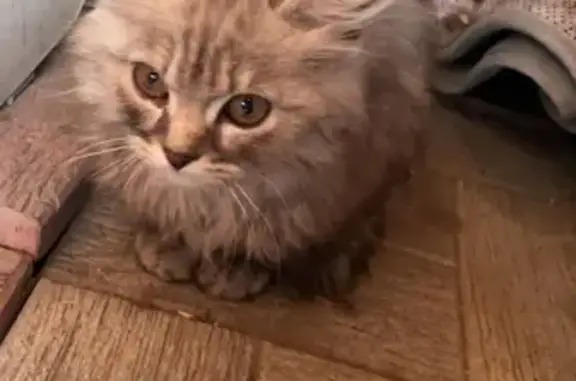 Найдена кошка в Горно-Алтайске