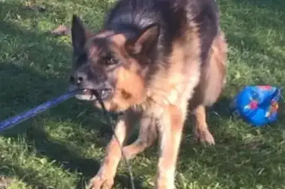 Собаки потеряшки, Москва, фото: Потеряшка овчарка Рич в Жилево, Ступинский район