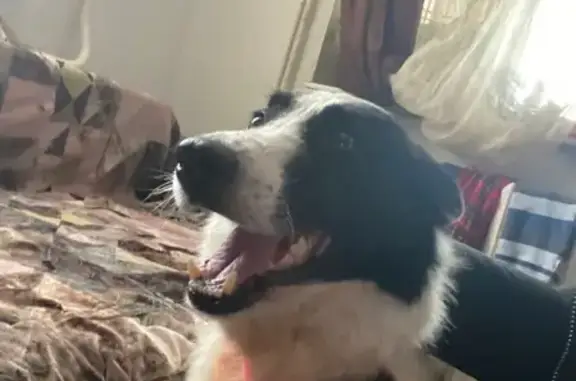 Найдена собака с поврежденной лапой возле Спасских ворот