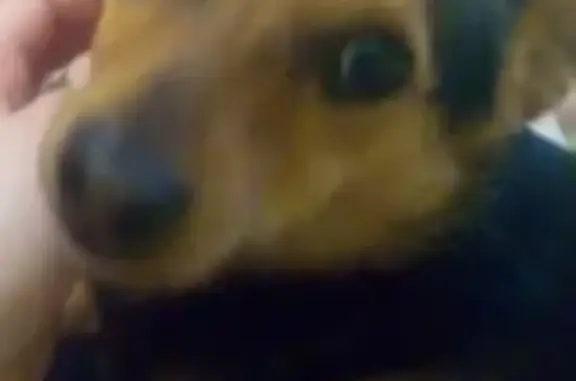 Собаки потеряшки, Липецк, фото: Потеряшка собака Мухич на ул. Плеханова, Липецк