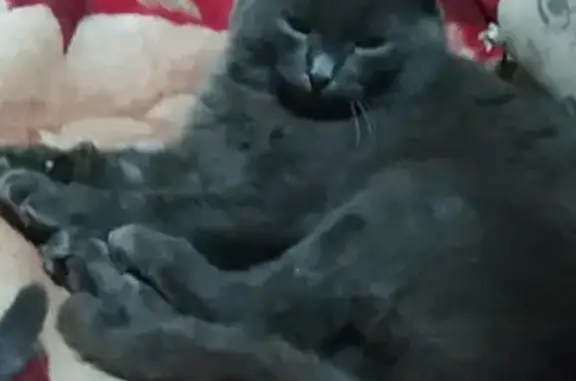 Пропал серый кот на Садовой, 19 в Борисоглебске