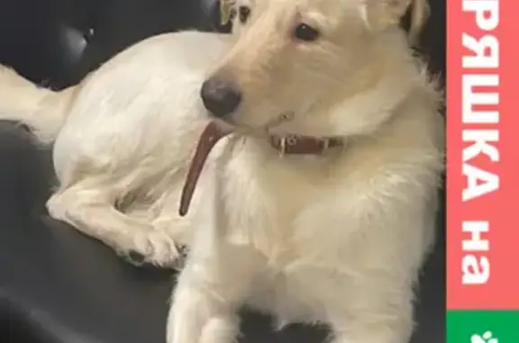 Собаки потеряшки, Москва, фото: Потеряшка собака в районе Метрогородка, кличка АЛТАЙ