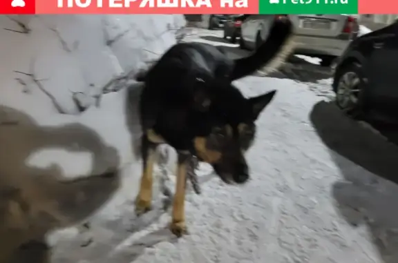 Найдена собака с раной на ул. Сахарова, Заволжский район.