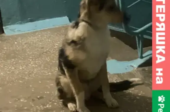Маленькая собачка найдена на улице Мира, 58 к1 в Новосибирске