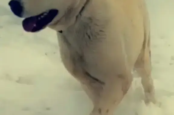 Кошки потеряшки, Курган, фото: Потеряшка кот в районе Восточный, Курган, Россия