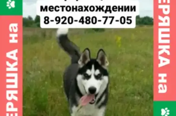 Пропала собака в Заворонежском сельсовете, Мичуринск, Хаски без ошейника.