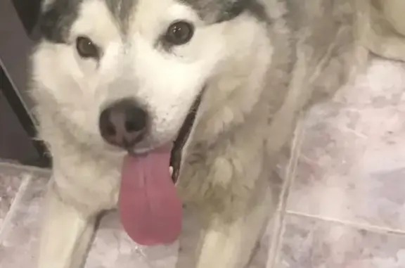 Найдена собака на 24-й Северной улице, 218 в Омске