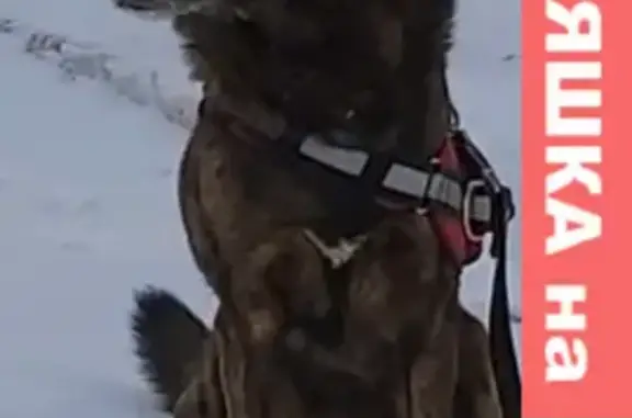 Собаки потеряшки, Санкт-Петербург, фото: Потеряшка собака на ул. Промышленная, СПб