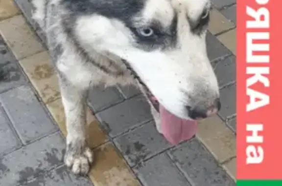 Найдена собака на Батуринской улице